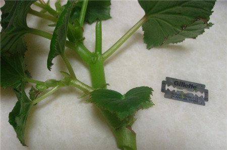 海棠花怎么扦插