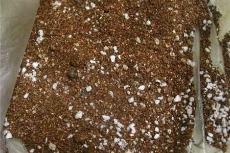 海棠花怎么扦插