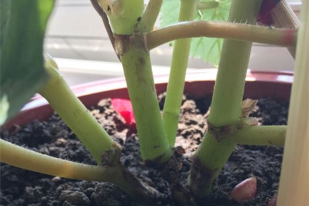 海棠花怎么扦插