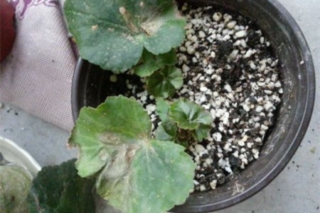 海棠花怎么扦插