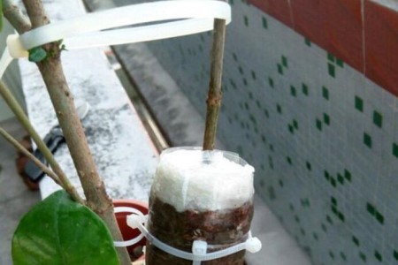 栀子花的繁殖办法