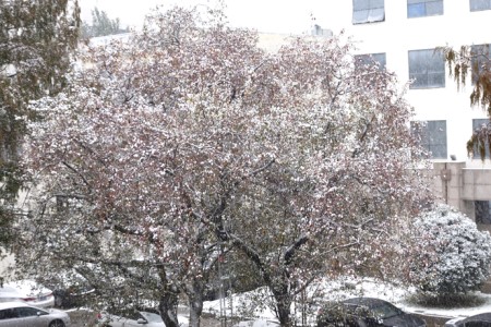 海棠花怎么施肥