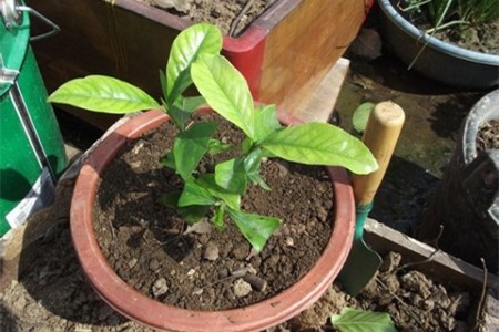 栀子花的繁殖办法