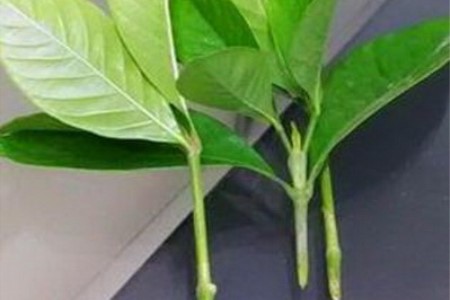 栀子花的繁殖办法