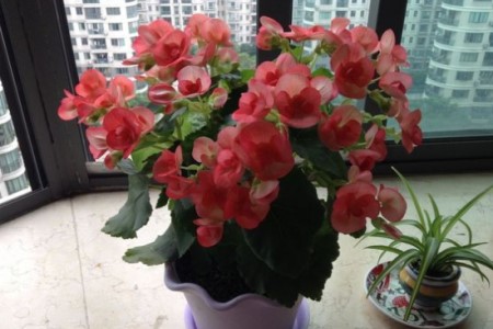 海棠花夏天怎么养