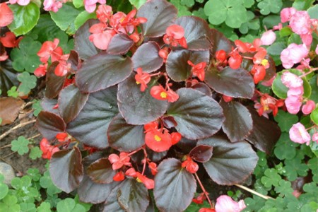 海棠花夏天怎么养