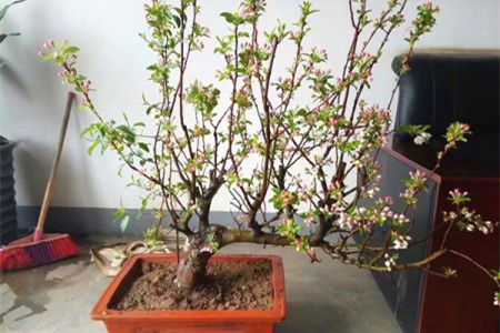 海棠花夏天怎么养