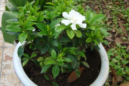 栀子花怎么浇水