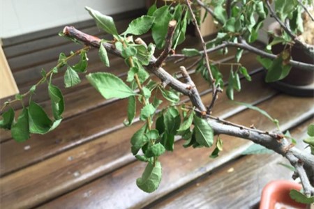 海棠花叶子卷边是什么问题