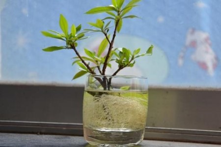 栀子花可以水培吗