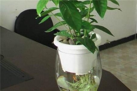 栀子花可以水培吗