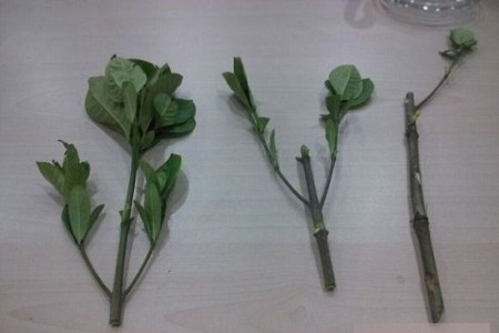 栀子花可以水培吗