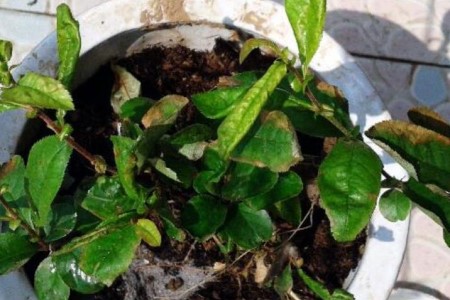 海棠花为什么掉叶子