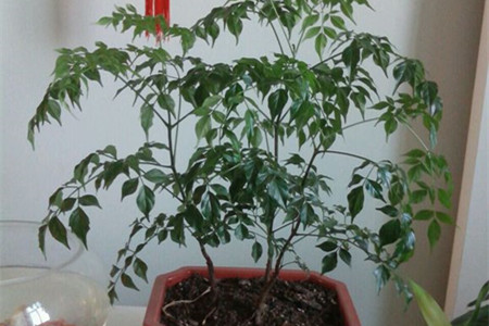 幸福树多长浇一次水