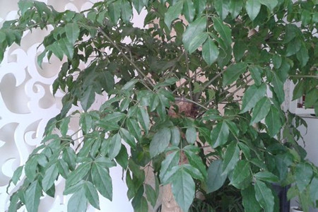 幸福树多长浇一次水