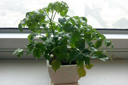 幸福树多长浇一次水