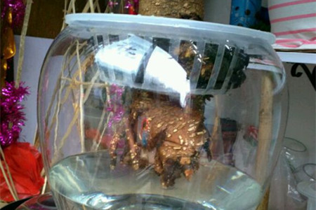 幸福树能水培吗