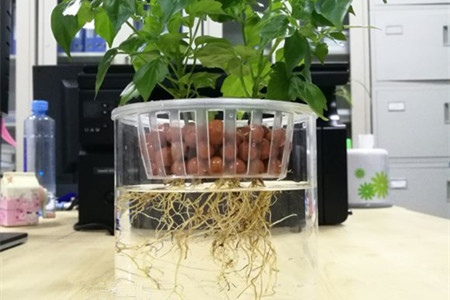 幸福树能水培吗