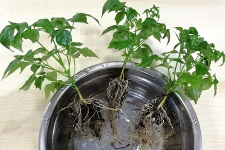 幸福树能水培吗