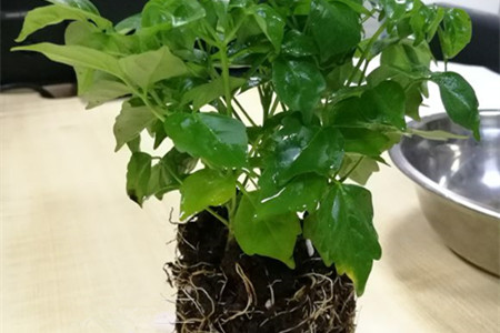 幸福树能水培吗