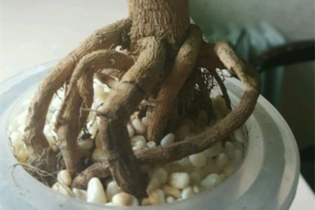 幸福树能水培吗