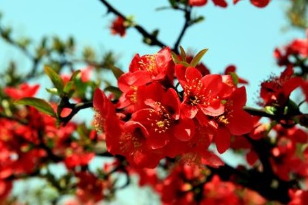 海棠花什么时候开花