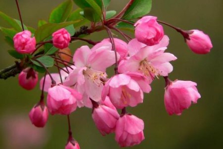 海棠花什么时候开花