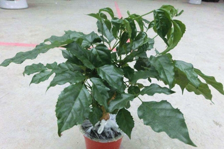 幸福树能在室内养吗