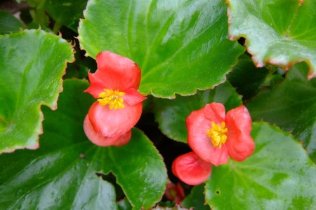 海棠花什么时候开花