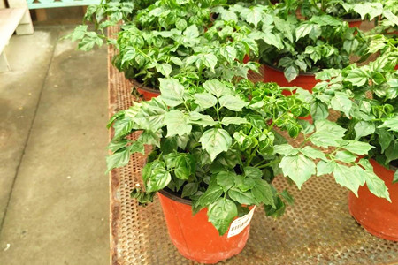 幸福树能在室内养吗