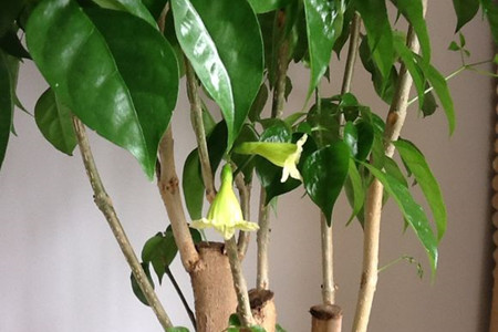 幸福树盆栽开花吗