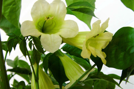 幸福树盆栽开花吗