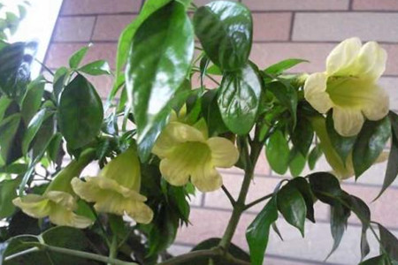 幸福树盆栽开花吗