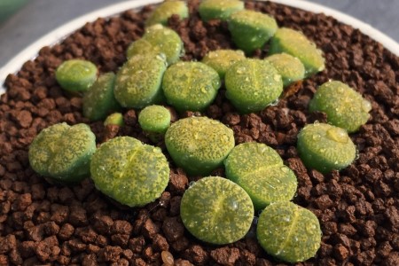 生石花夏天怎么养