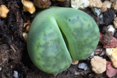 生石花夏天怎么养