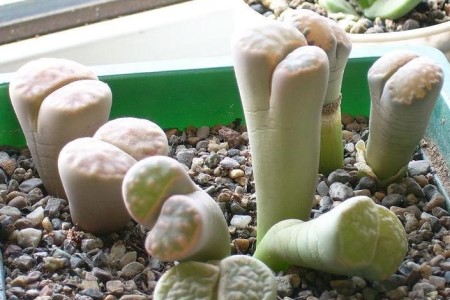 生石花夏天怎么养