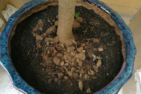 幸福树盆栽怎么养