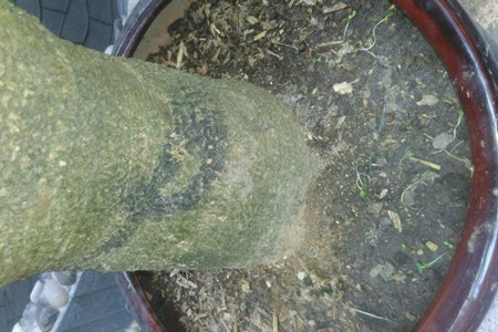 幸福树盆栽怎么养