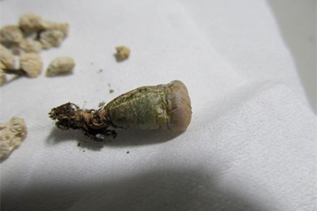 生石花夏天怎么养