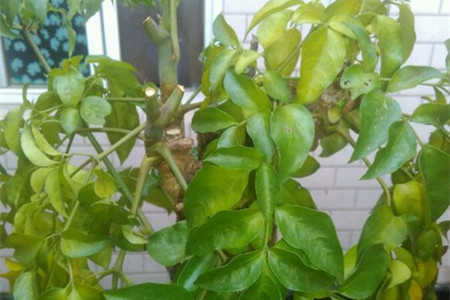 幸福树盆栽怎么养