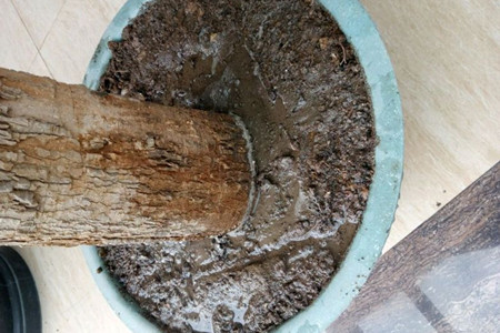 幸福树盆栽怎么养