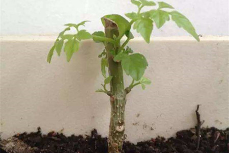 幸福树盆栽怎么养