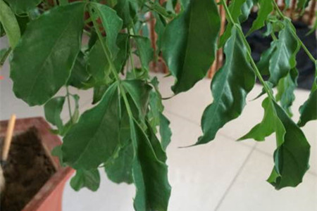 幸福树叶尖变黑解决办法