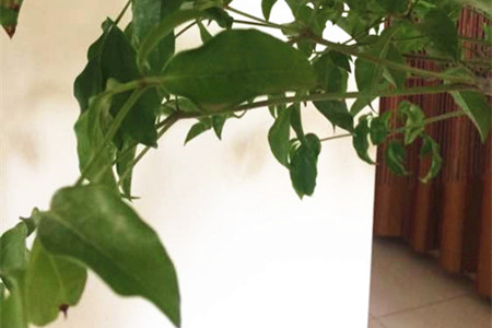 幸福树叶尖变黑解决办法