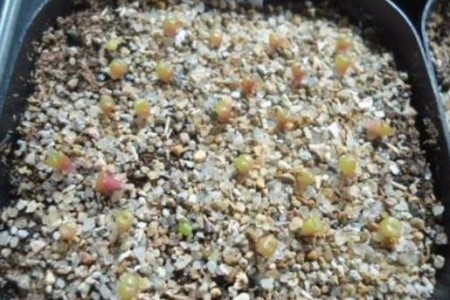 生石花种子怎么播种