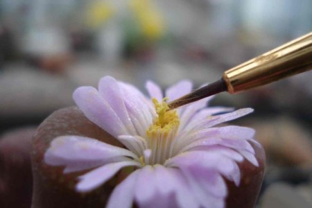 生石花种子怎么播种