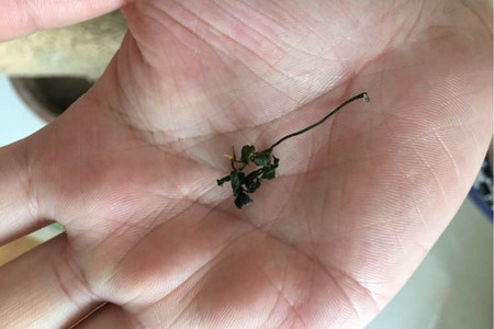 幸福树叶尖变黑解决办法