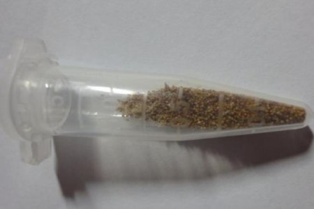 生石花种子怎么播种