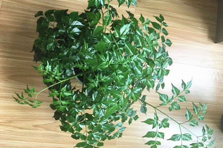 幸福树叶尖变黑解决办法