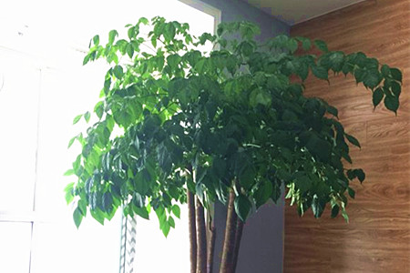 幸福树有什么作用